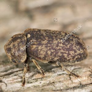 beetle