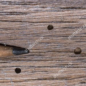 wood damage by beetle
