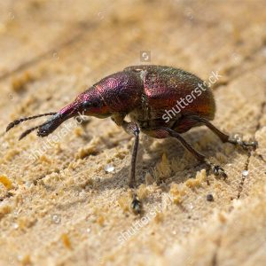 wood-boring-weevil