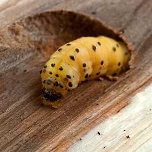 common furniture beetle