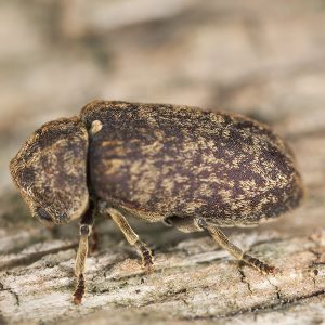 death watch beetle