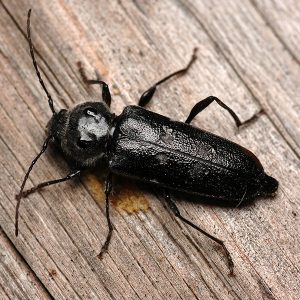 house longhorn beetle