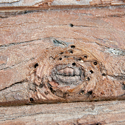 Woodworm Treatment