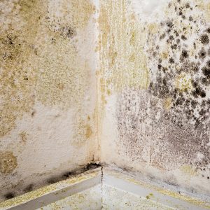 Damaged moldy walls