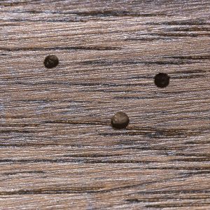 termite bites on damaged wood