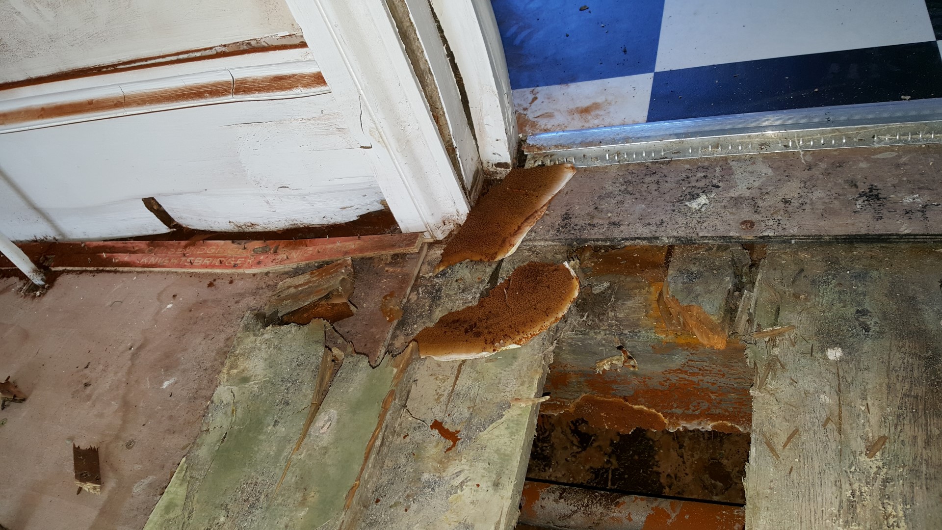 damaged wood due to dry rot